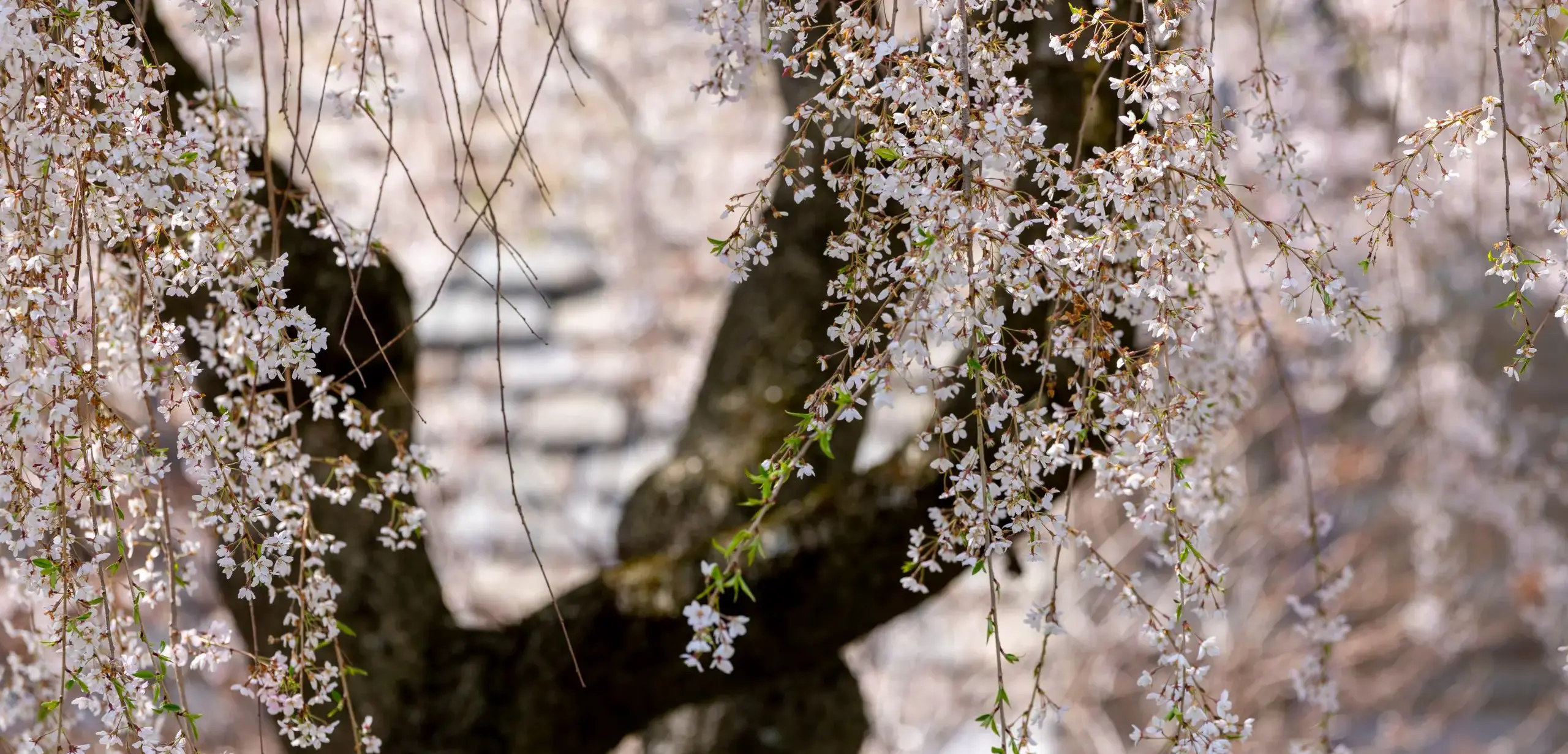 Photo of a flowering tree